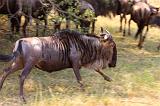 TANZANIA - Serengeti National Park - Migrazione Gnu - 22